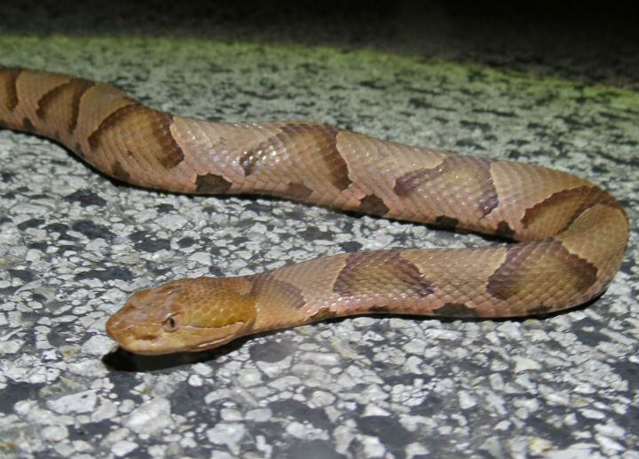 Copperhead